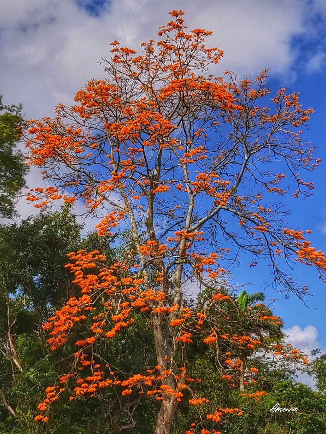 Immortelle tree in full bloom, Trinidad — the namesake of Immortelle Advisory Group